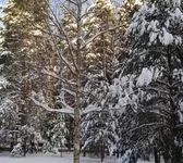 Снежный лес