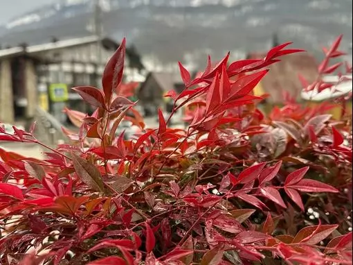 Банный комплекс «Богдановские бани» Красная Поляна